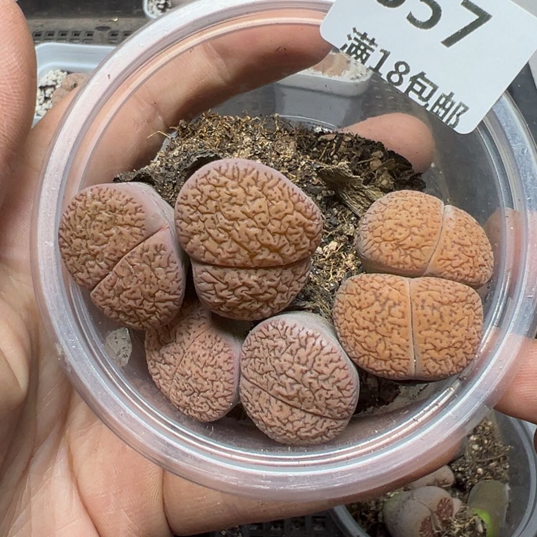 【闪购商品】557……