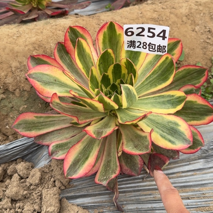 6254二号棚魅影多肉A