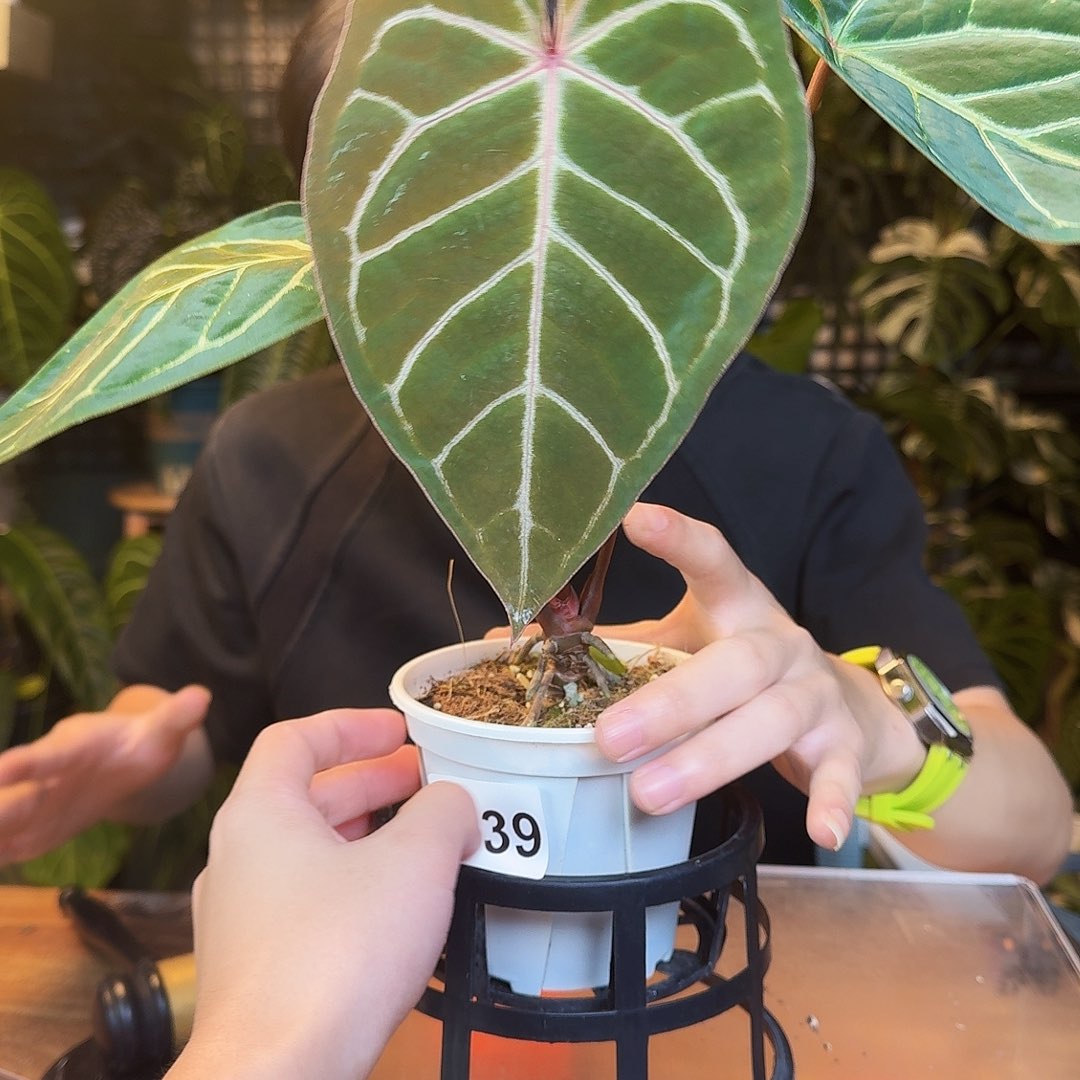 完全开放I139紫水晶杂阿波罗