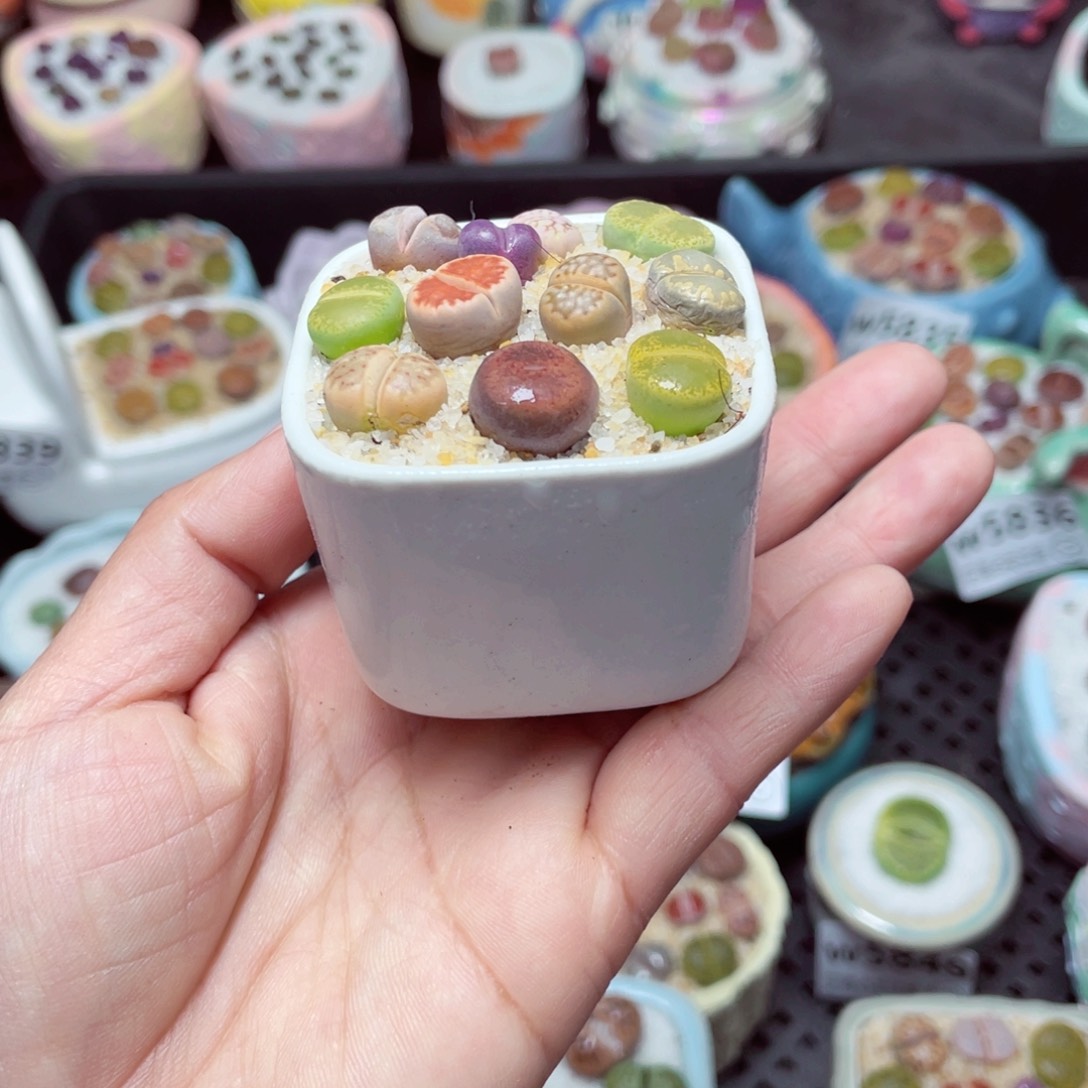 w5854 -零下地区拍保温箱-15支持寄养