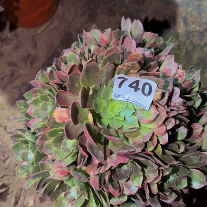 740多肉植物不售后