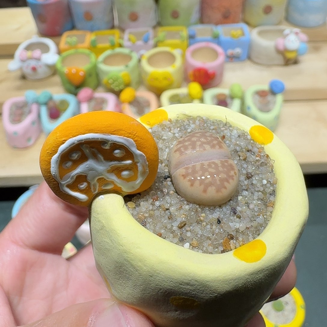 红陶蘑菇479寿丽