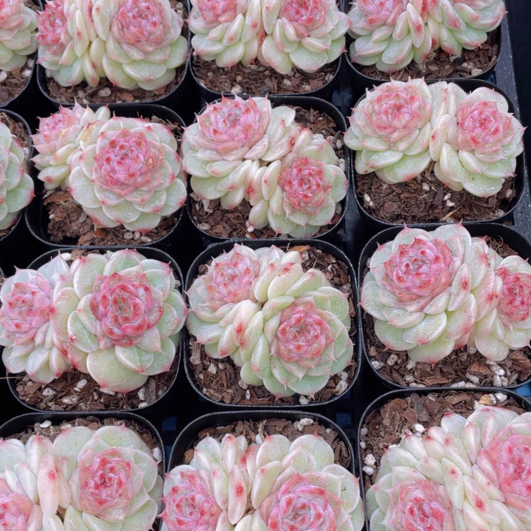 量拍7号 奶油莹石珍妮双头一个