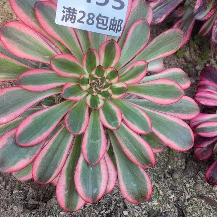 1495初恋多肉三号棚