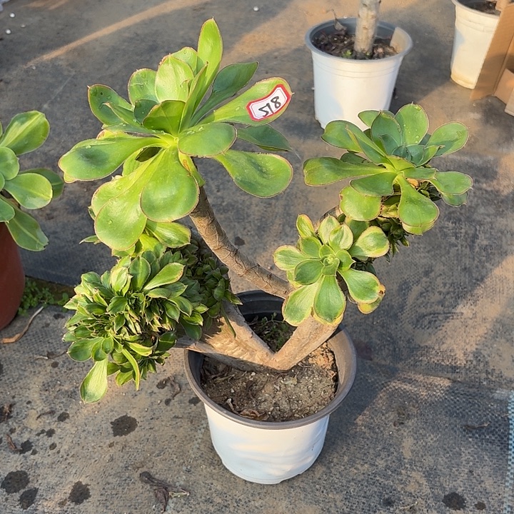 燕姿黄锦花脸缀518多肉