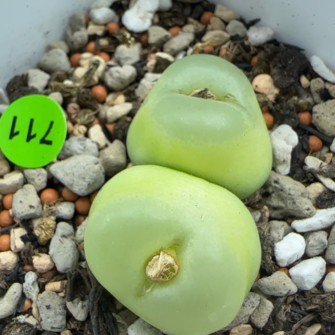 双头拉登1.8-2.2多肉