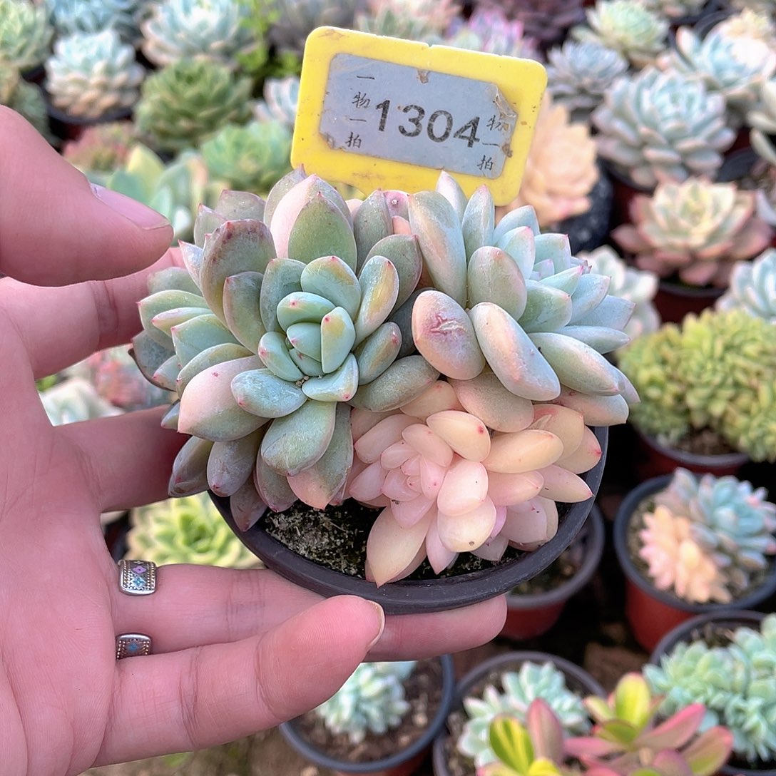 6***i1304号多肉植物组合