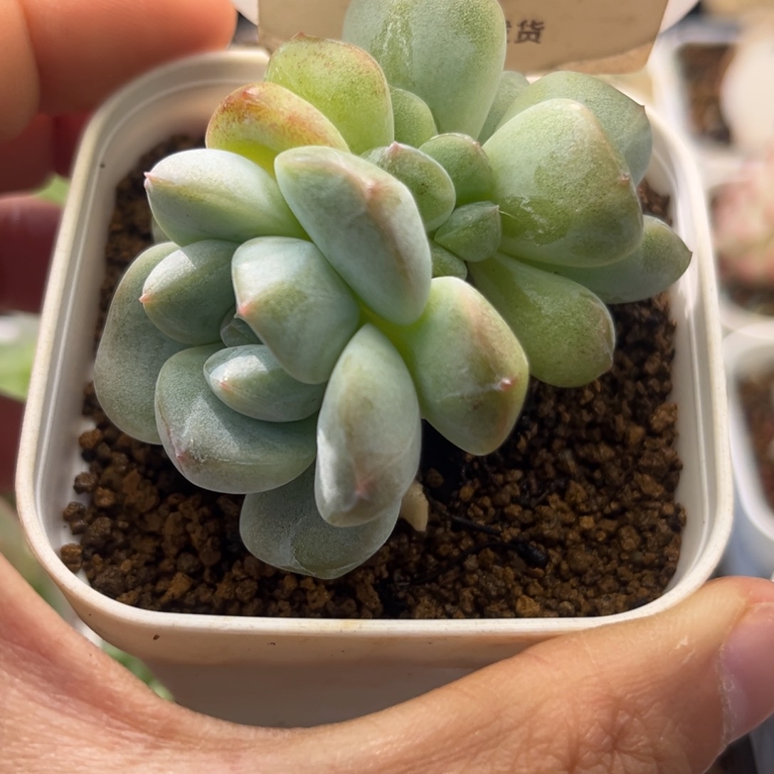 8031     一物一拍