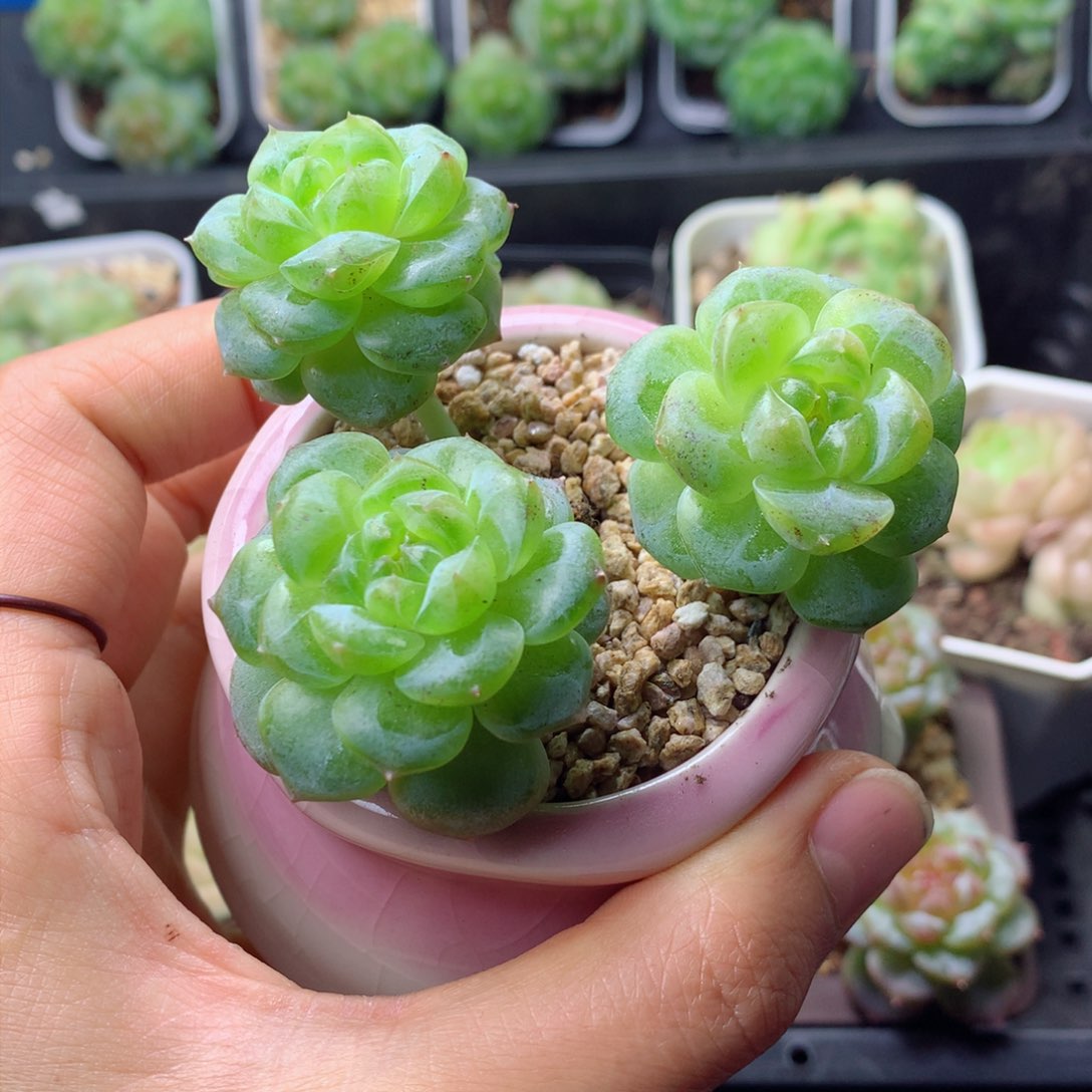 58包邮  群生不包整 356