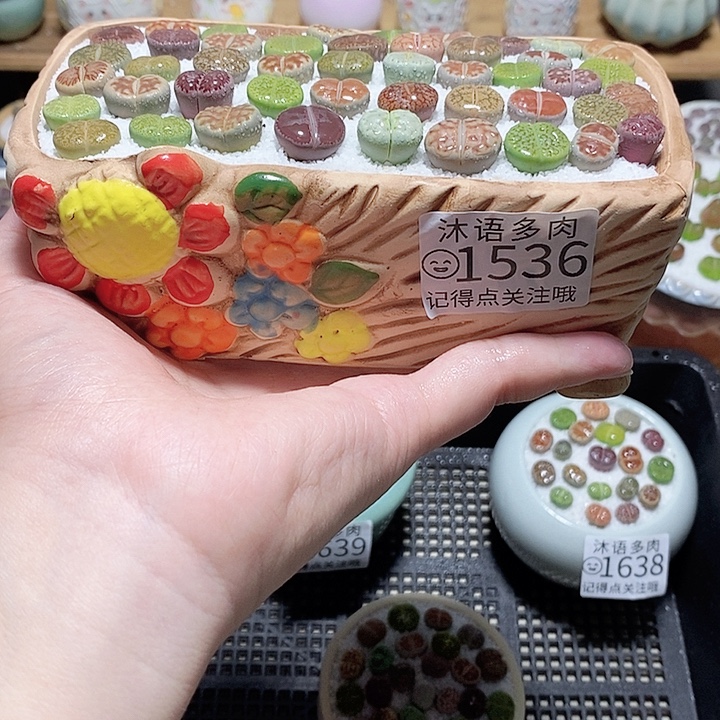 精美盆栽 一物一拍1536