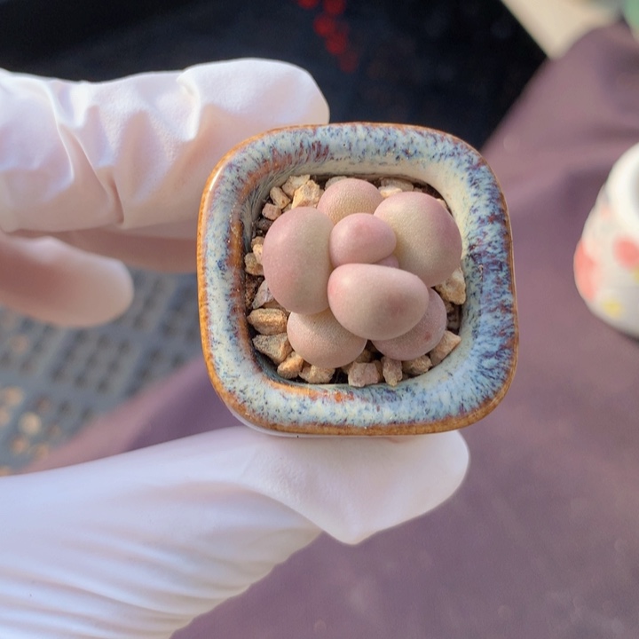 10# 黄金奶酪 圆润润