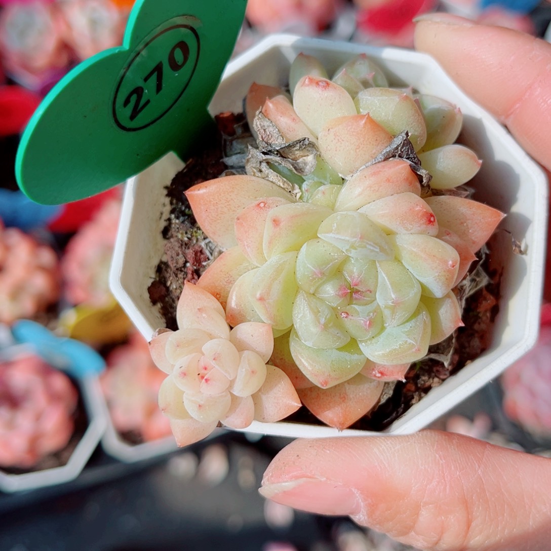 小***西270号小老桩糖心群