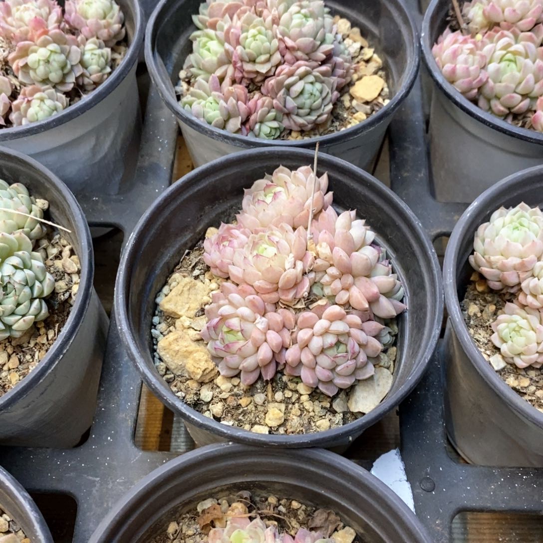 140。羊脂球。群生不包整。