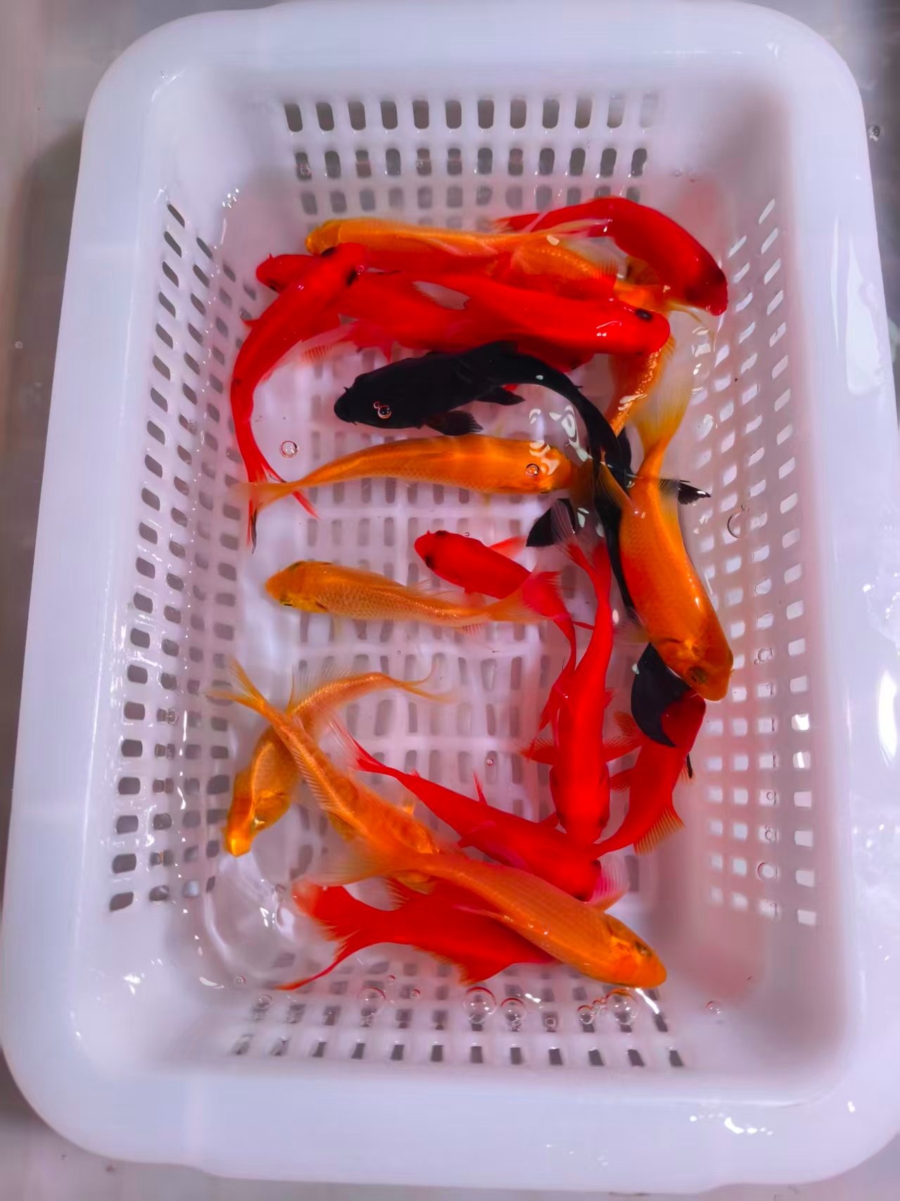 精品锦鲤冷水鹦鹉锦鲫混搭观赏鱼冷水鱼不怕冷