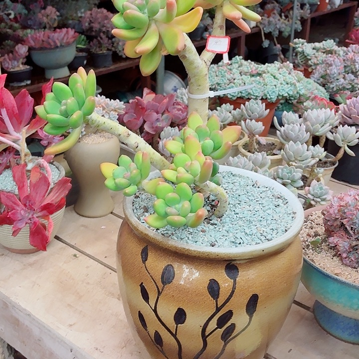 我***肉Kk美人老桩一物一拍精品47号