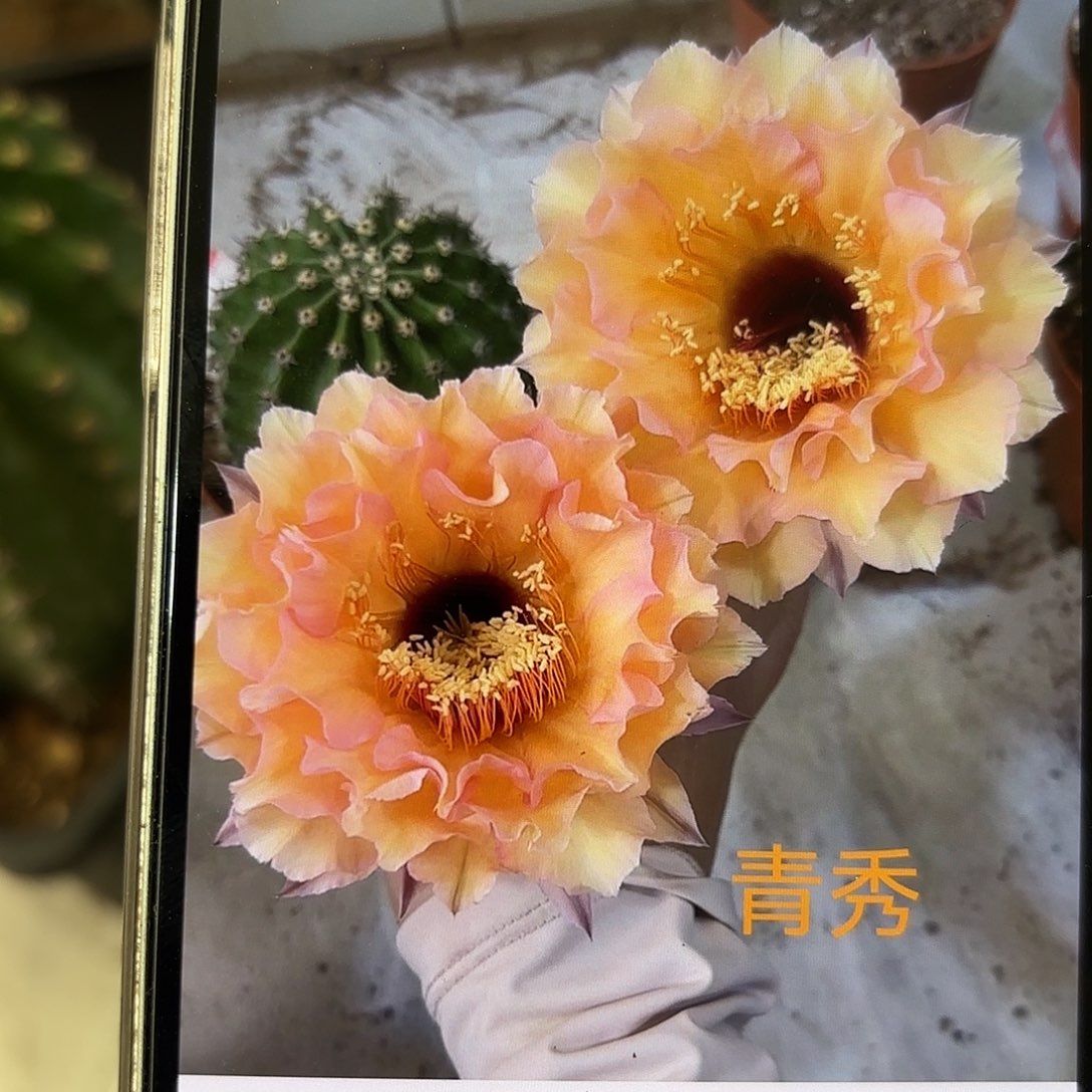 彩草青秀9.5-10公分左右