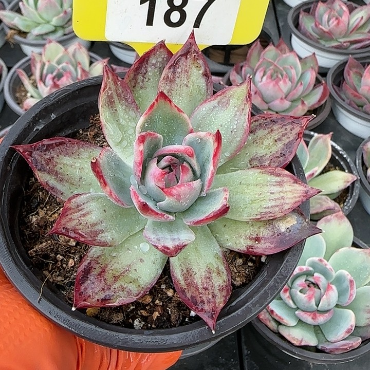 187 惊鸿仙子多肉植物6-9cm