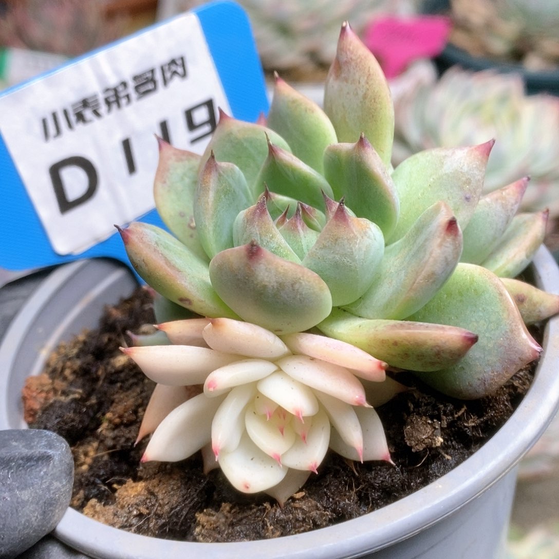 119锦锦锦锦锦锦锦