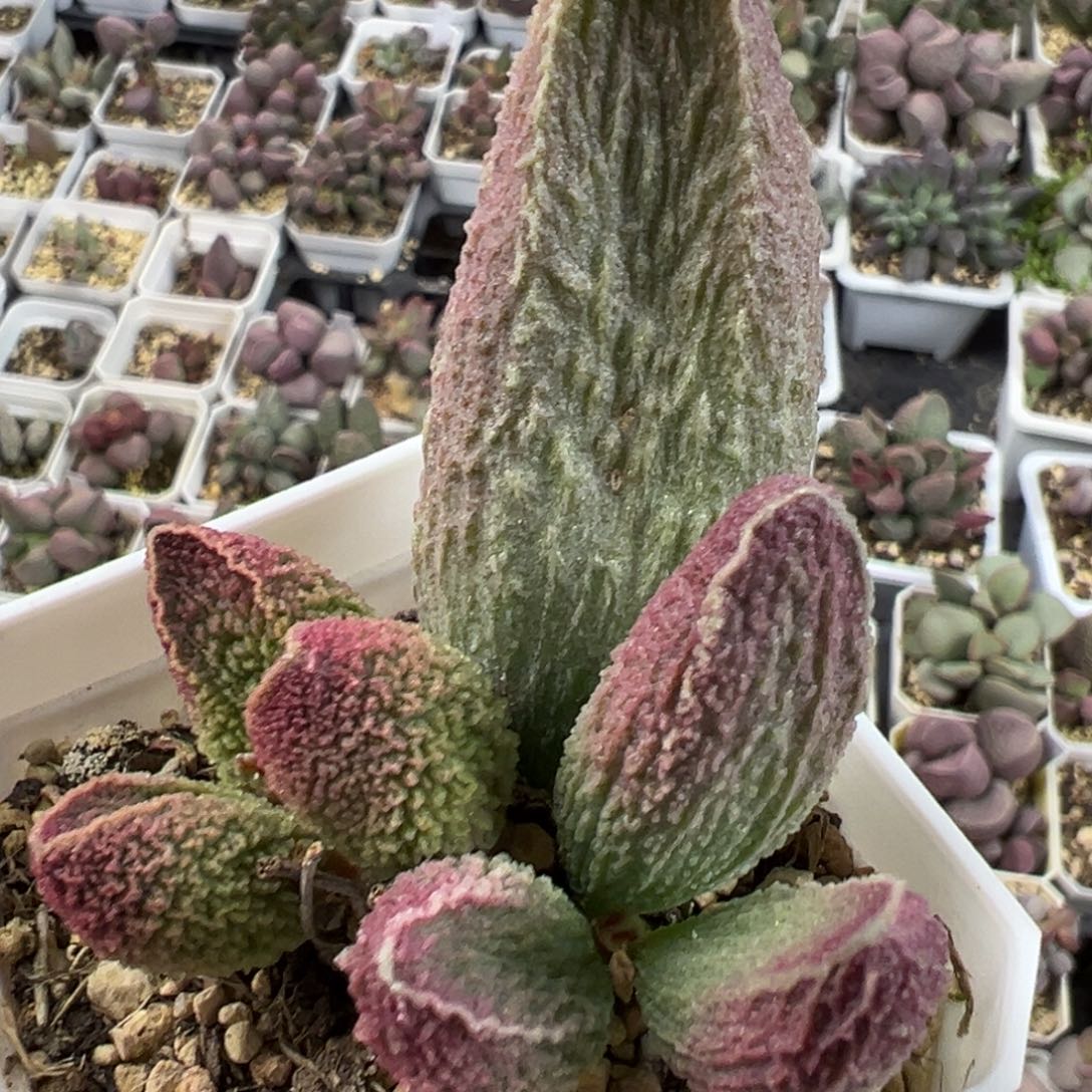 红珠宝特价超大母叶多肉植物水泡