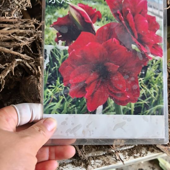 当前无花栽培后可以开花余烬6厘米裸根球