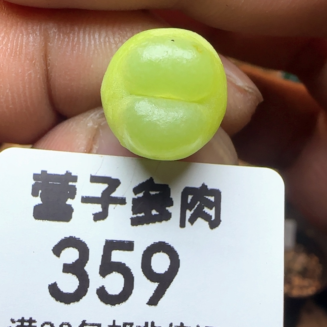 拉登1.3脱土1200