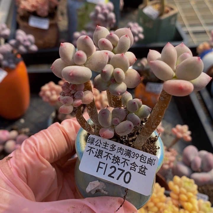 四代苹果奶6cm270多肉植物