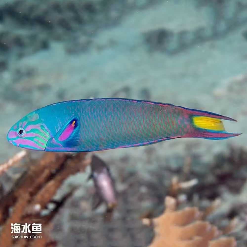 海水观赏鱼，花面绿龙