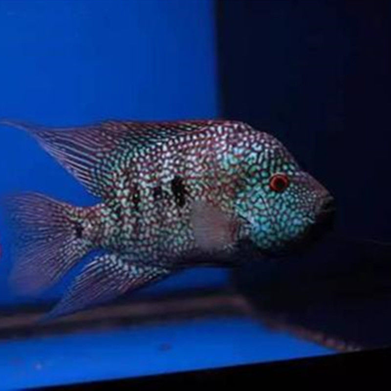德州豹鱼绿巨人鱼德萨斯豹鱼慈鲷鱼凶猛鱼观赏热带鱼发财鱼风水鱼