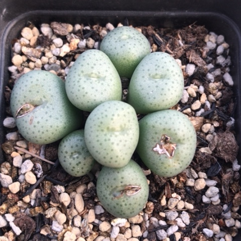 多肉肉锥 金台玉