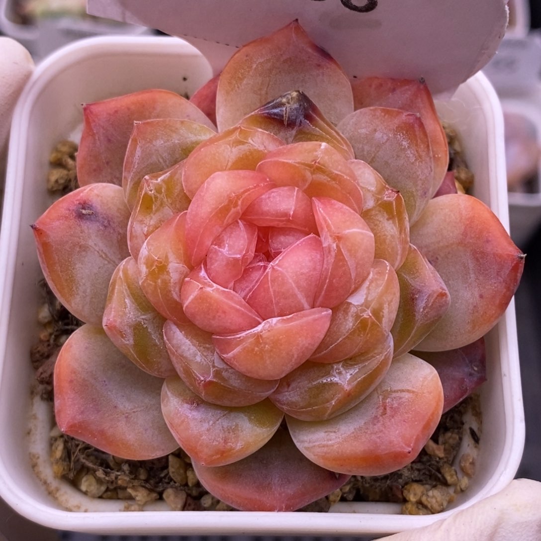 【闪购商品】06-58