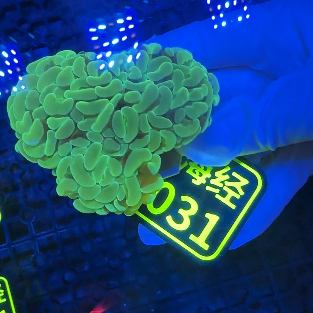 喜***啡纽扣珊瑚晓晓不包邮山脉榔头C031