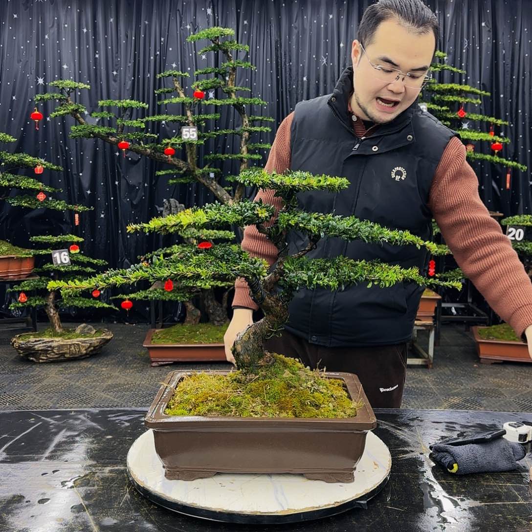 松树柏树造型盆景