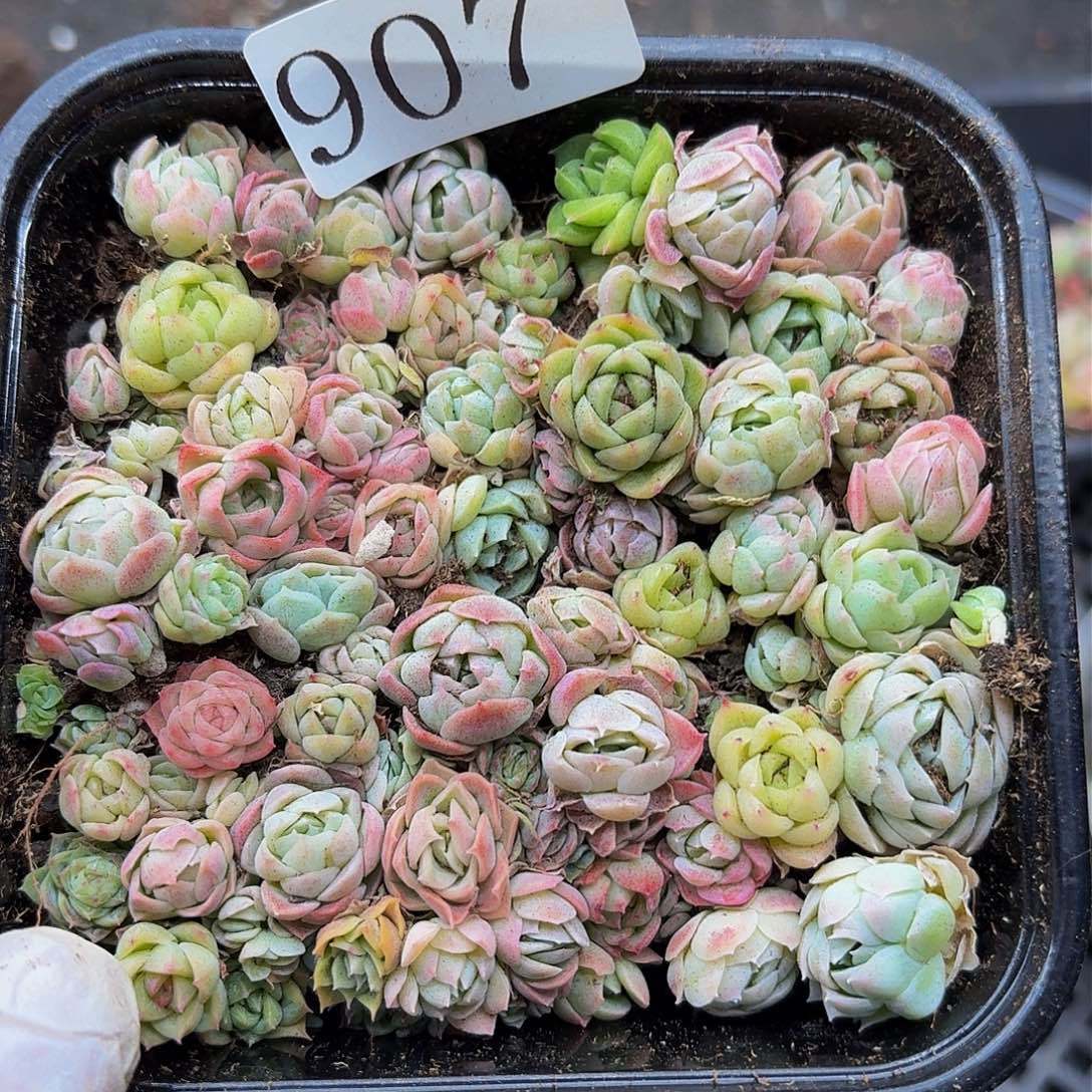 多肉植物多肉植物907