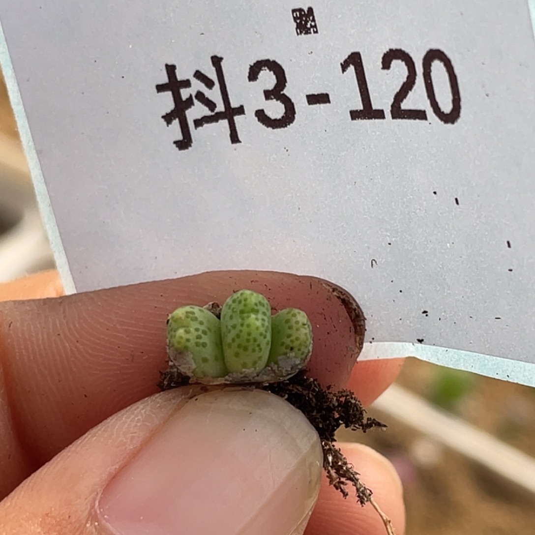 3-120草莓斑马苗多肉植物