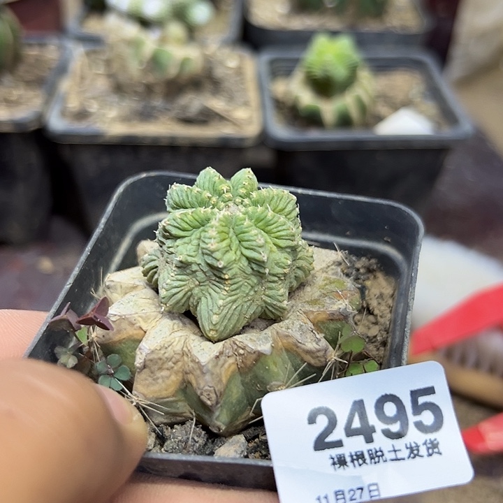 2495号草球嫁接老花笼