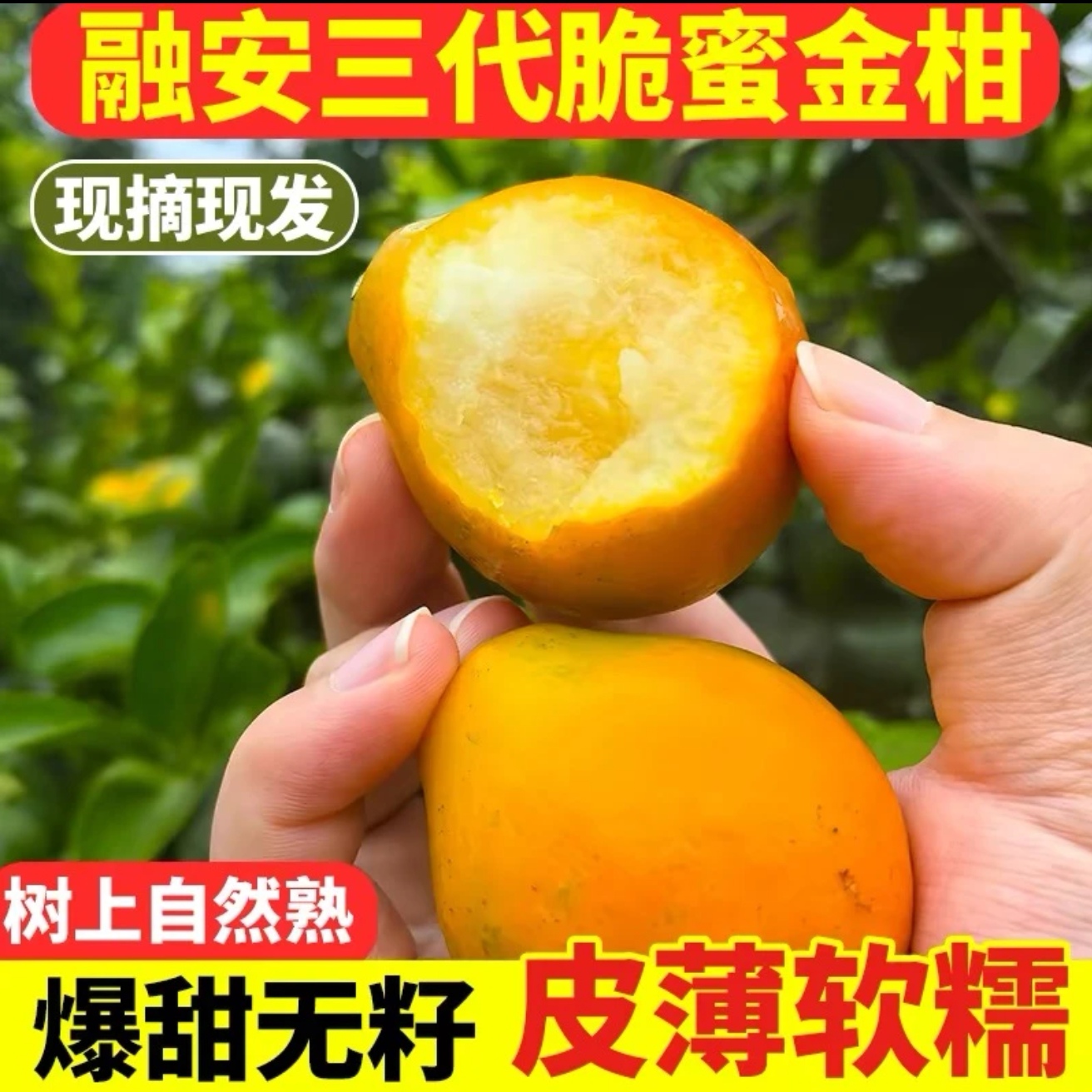 【广西融安】第三代脆蜜金桔纯甜无酸第三代金桔新鲜采摘产地直发
