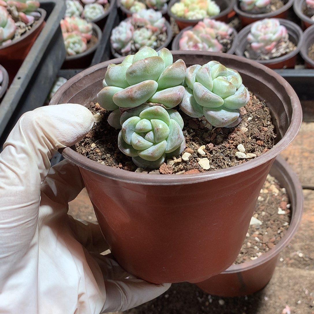 暖哈哈哈哈哈哈多肉