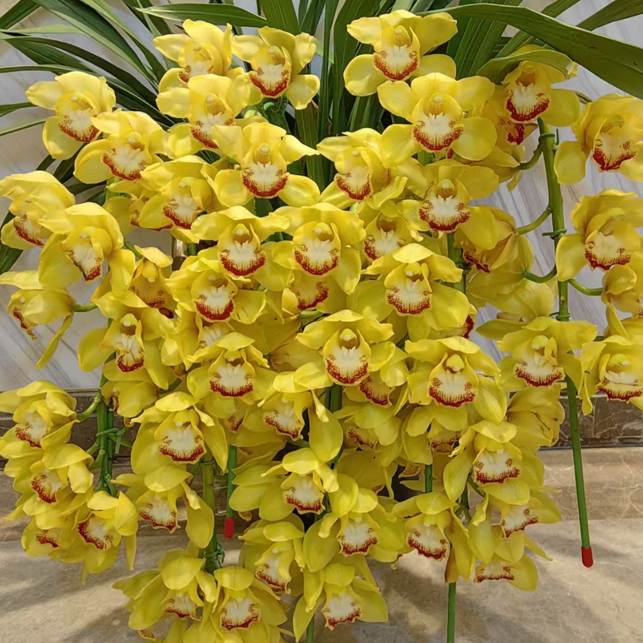 黄金岁月7支花剑黄色高端大花蕙兰大花苞室内好养活绿植盆栽