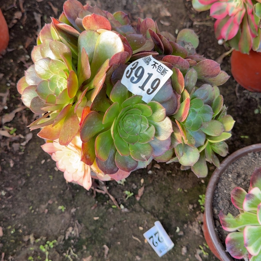 法师万圣节无售后3919 19-39