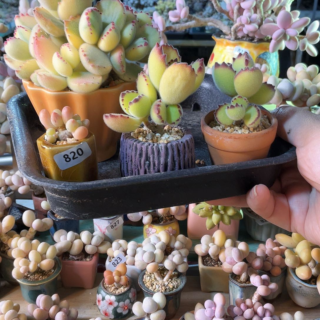 C*多肉植物的生长发育与