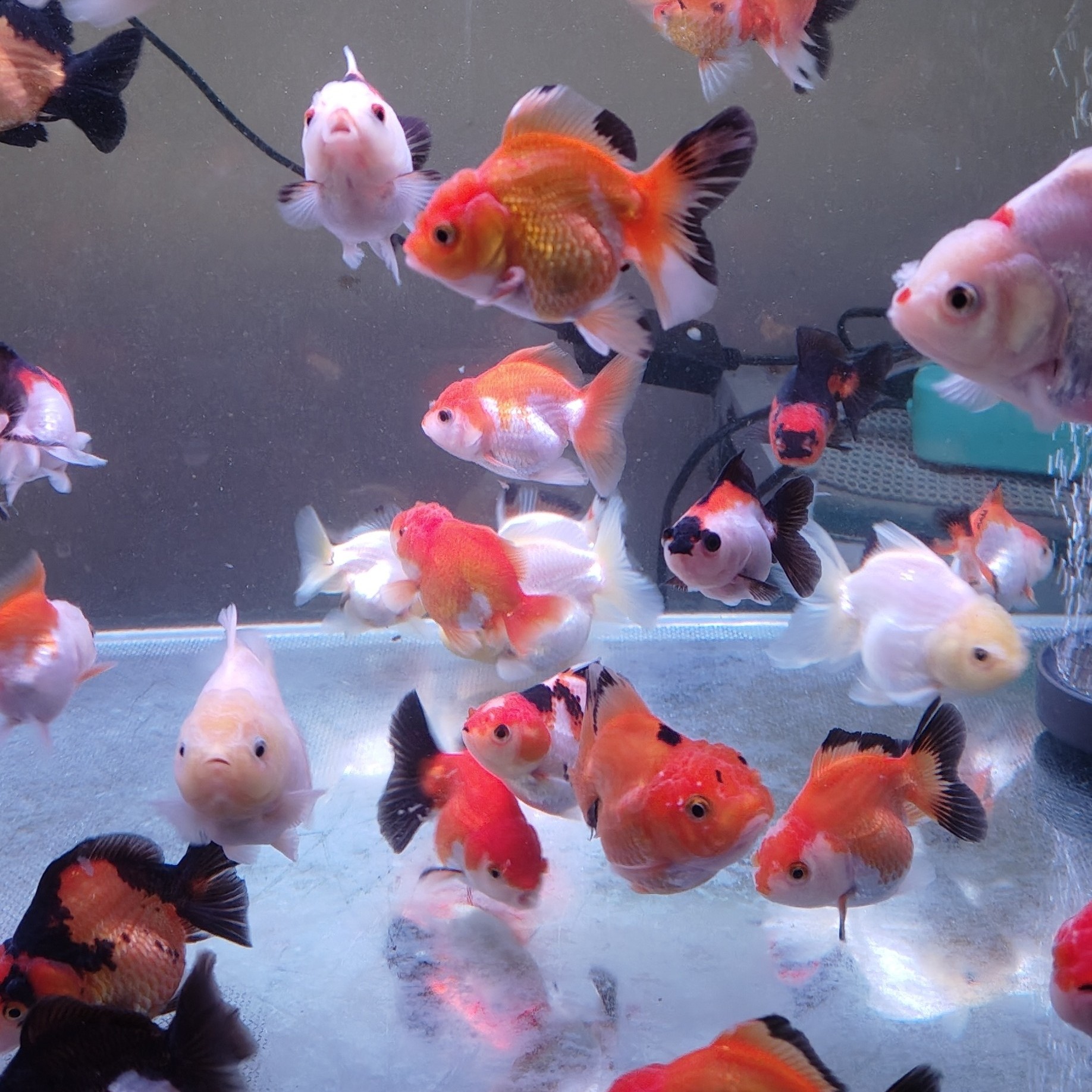 精选玛丽泰狮F1冷水观赏鱼好养耐活7-10厘米（直播挑选）