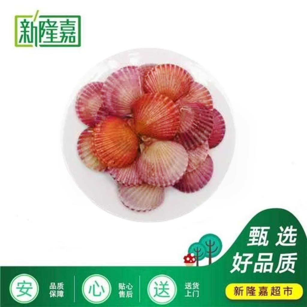 【东华园】优选港湾贝500g起