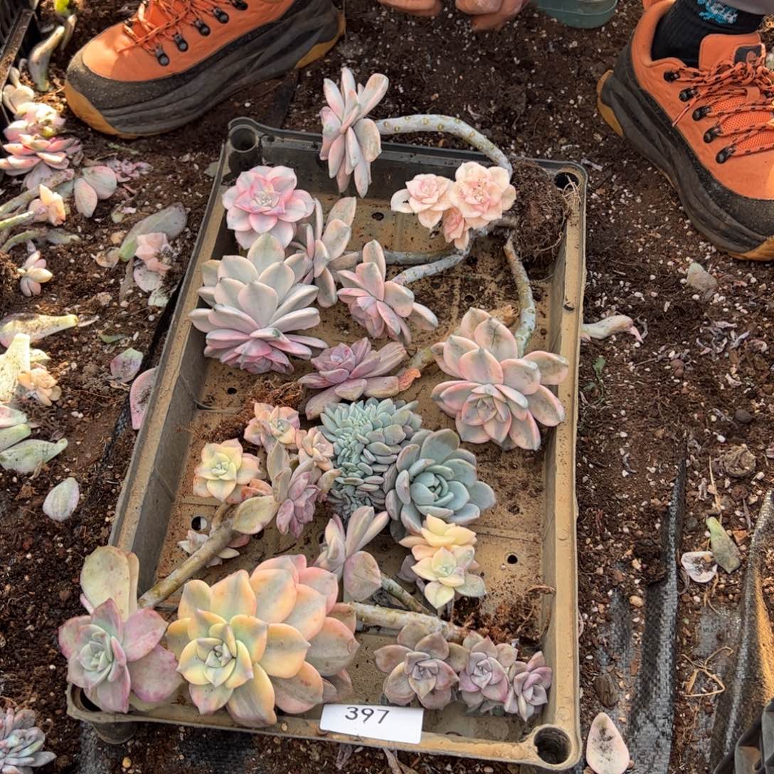 397紫乐锦老桩多肉