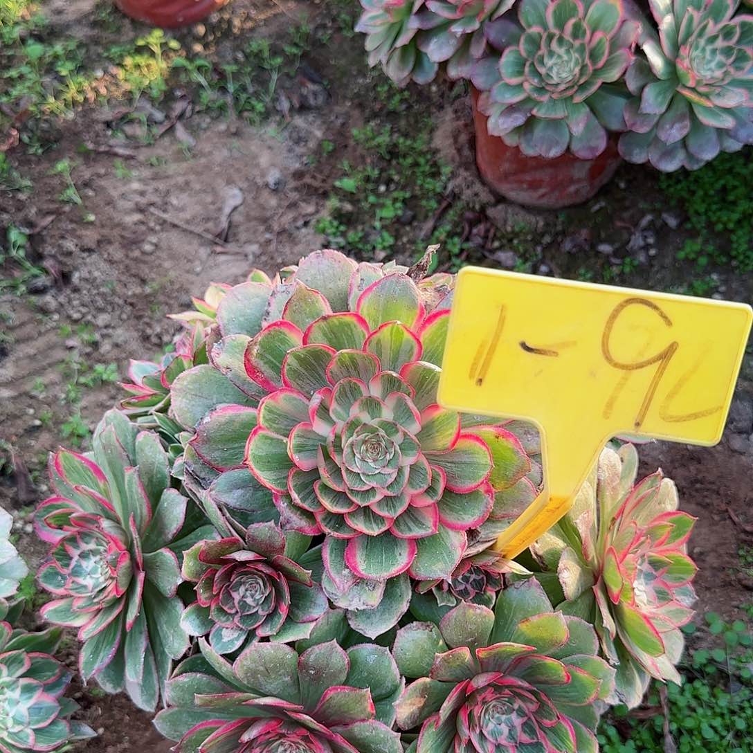 1-9--多头多肉植物