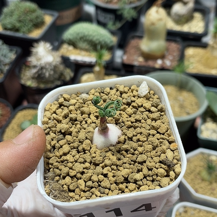 114GL蚊香弹簧草块根