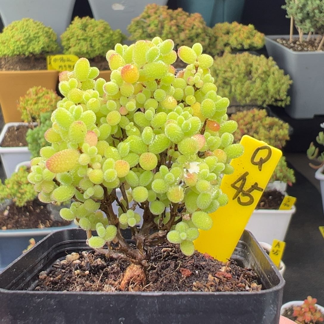 蜜橘带盆带土发货