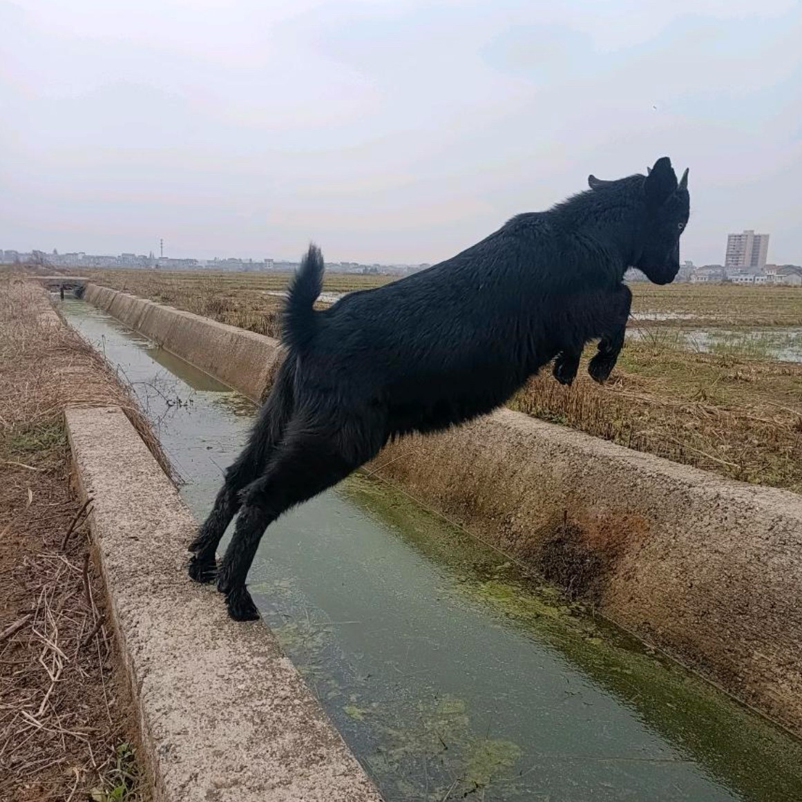 预留链接今天拍明天发【二蠢子】纯放养吃百草山羊肉顺丰冷链发货