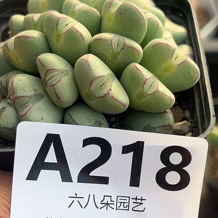 218号少将多肉1111111