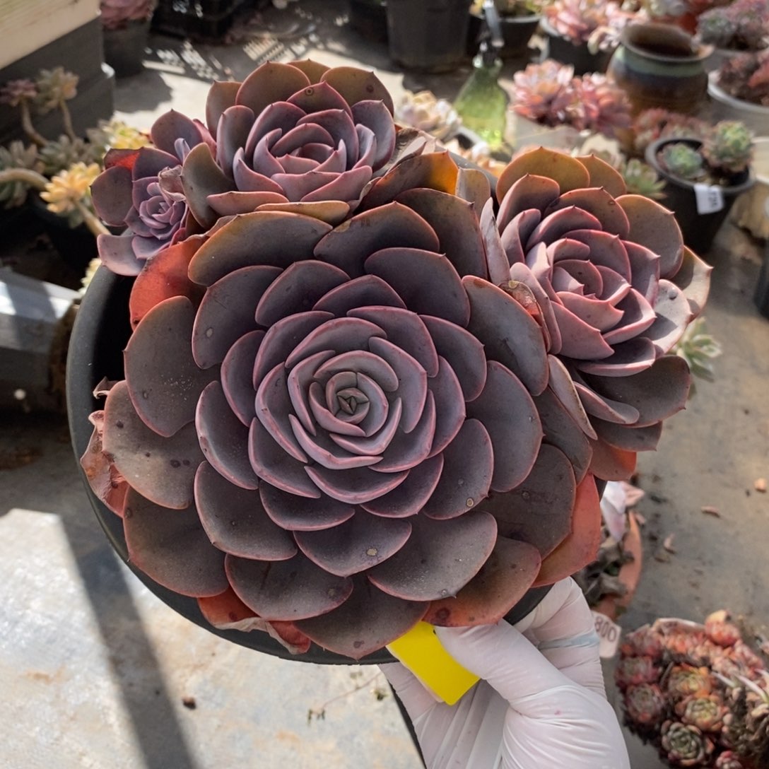 210尘埃玫瑰一物一拍