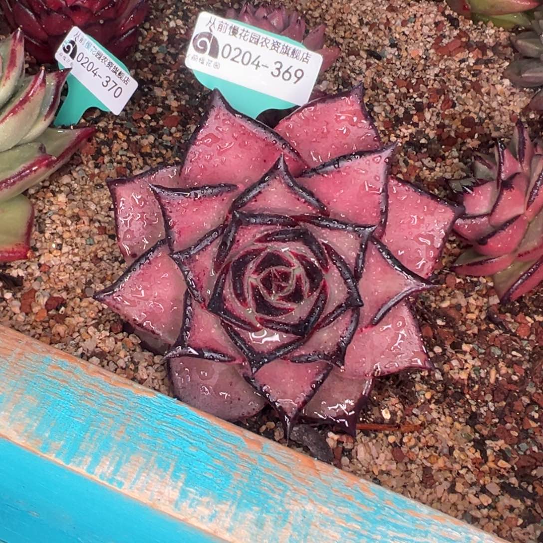 多肉一物一拍0204-369